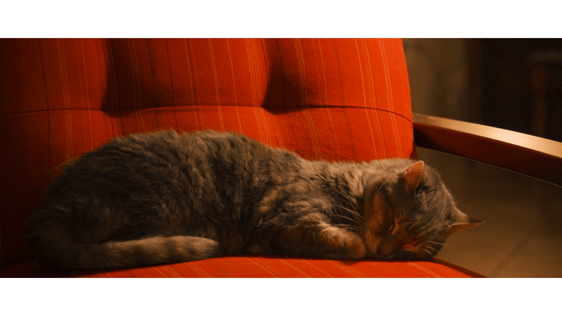 Bella Sleeping